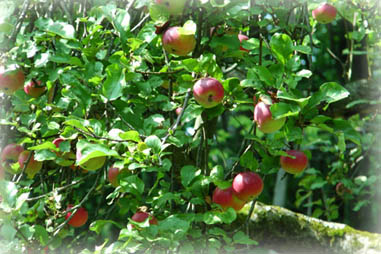 Our Apple Tree